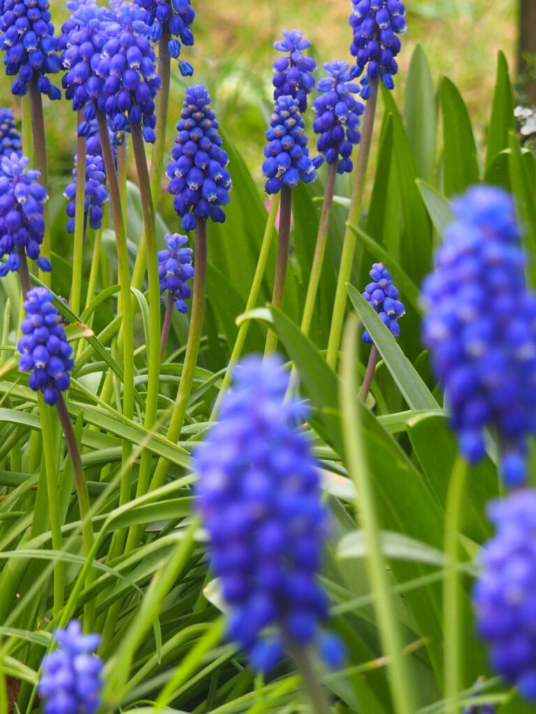 l'appel des plantes